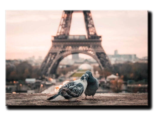 holubky v parizi pri eiffelovke 1d