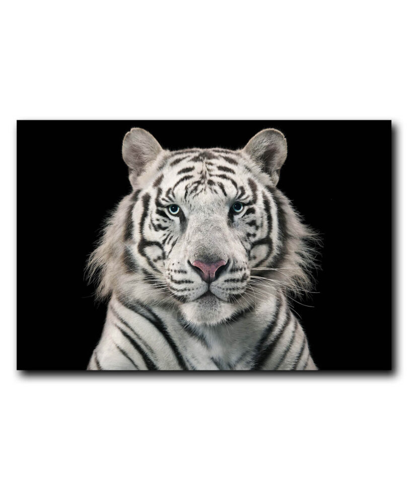 Obraz na stenu Biely tiger