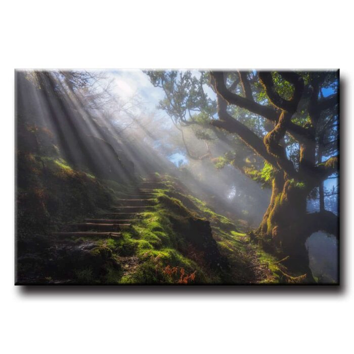Obraz na stenu Les s lúčmi HDR - Image 1
